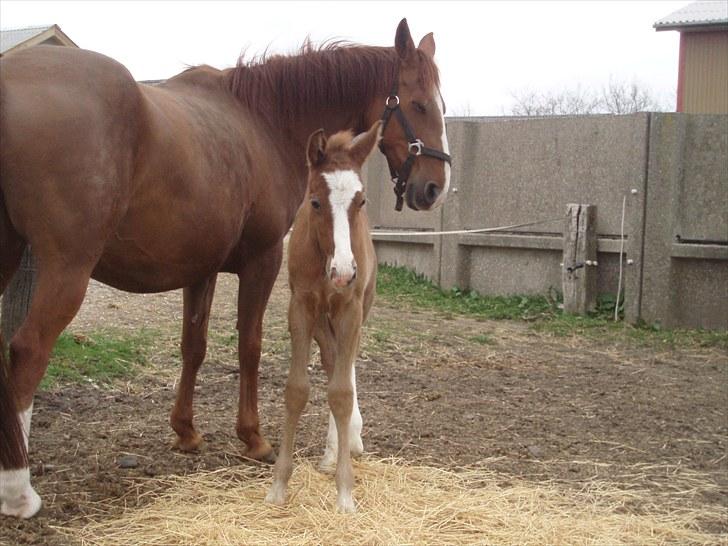Anden særlig race Åbygårds Donatello billede 4