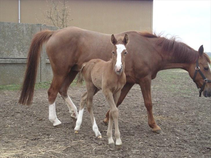 Anden særlig race Åbygårds Donatello billede 5