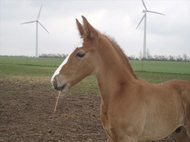Anden særlig race Åbygårds Donatello - Hvem sagde store ører???! billede 6