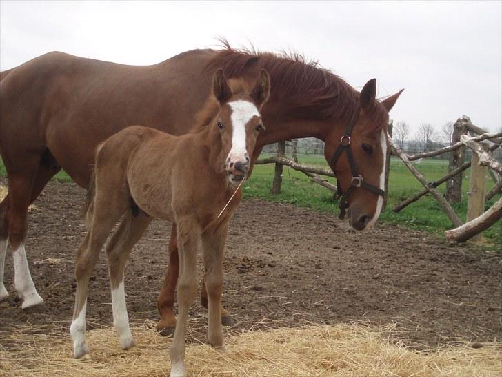 Anden særlig race Åbygårds Donatello billede 8