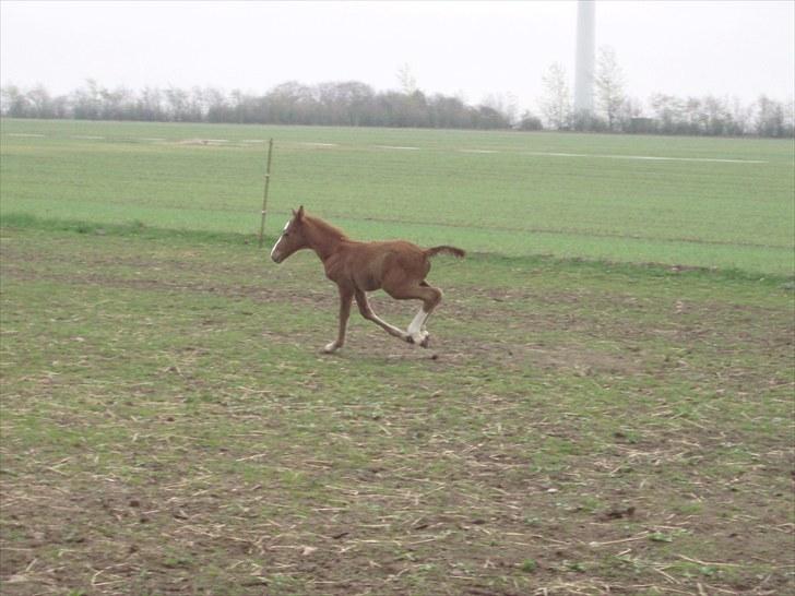 Anden særlig race Åbygårds Donatello - Weee, jeg kan løbe.... billede 9