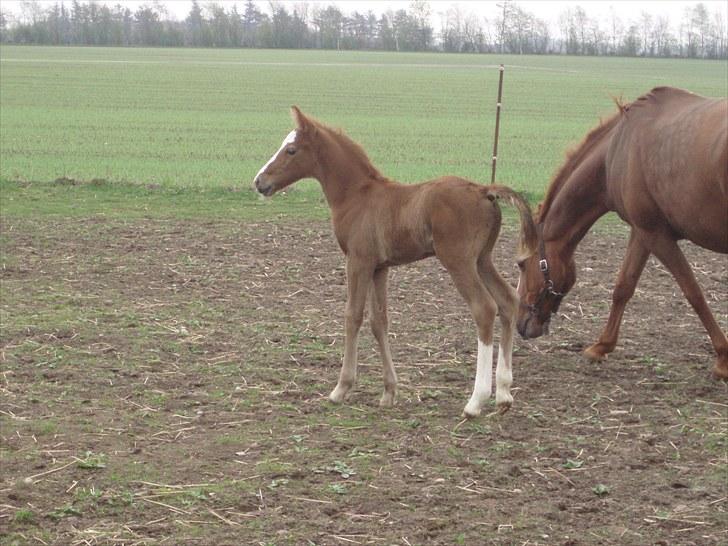 Anden særlig race Åbygårds Donatello billede 10