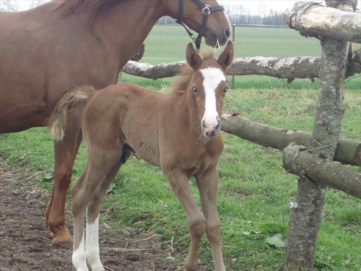 Anden særlig race Åbygårds Donatello billede 11