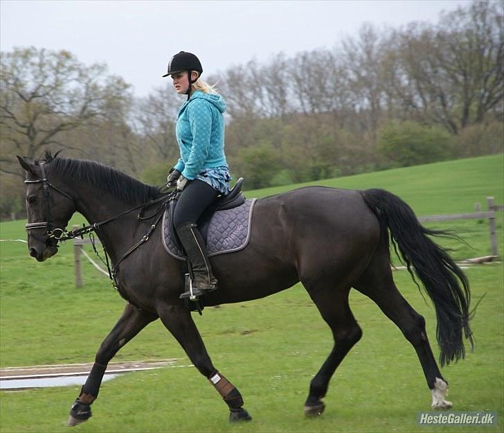 Dansk Varmblod Diavolo - dette var til springning :P  billede 14