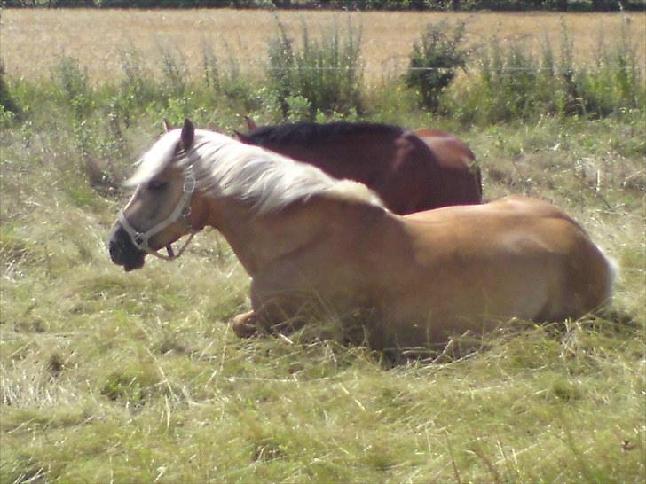 Haflinger Julle Lady Madonna <3 - Julle ligger og nyder sommer varmen <3:D billede 2