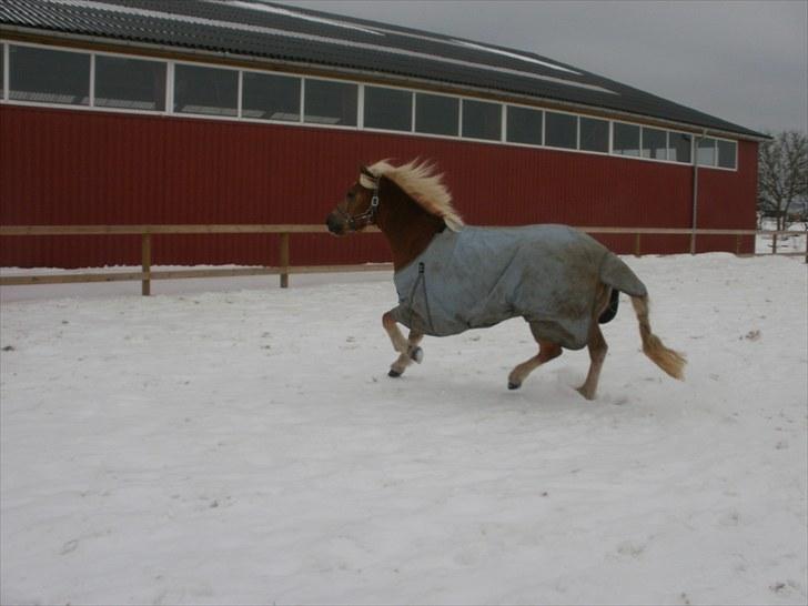 Haflinger Julle Lady Madonna <3 - Julle løber rundt på ridebanen <3 ;D billede 3