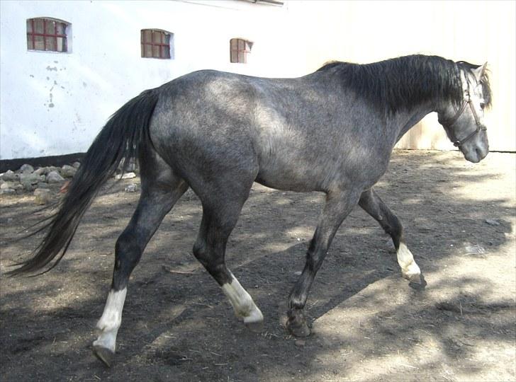 Welsh Pony (sec B) Romeo - SOLGT billede 7