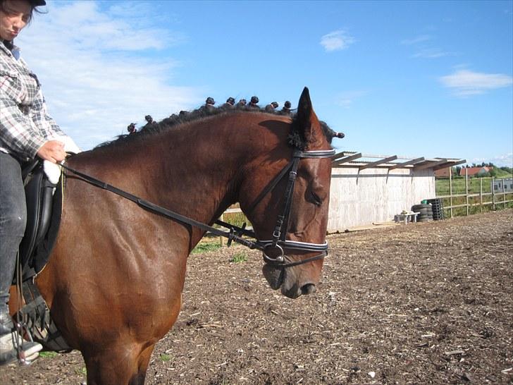 Traver König min skat :) billede 6