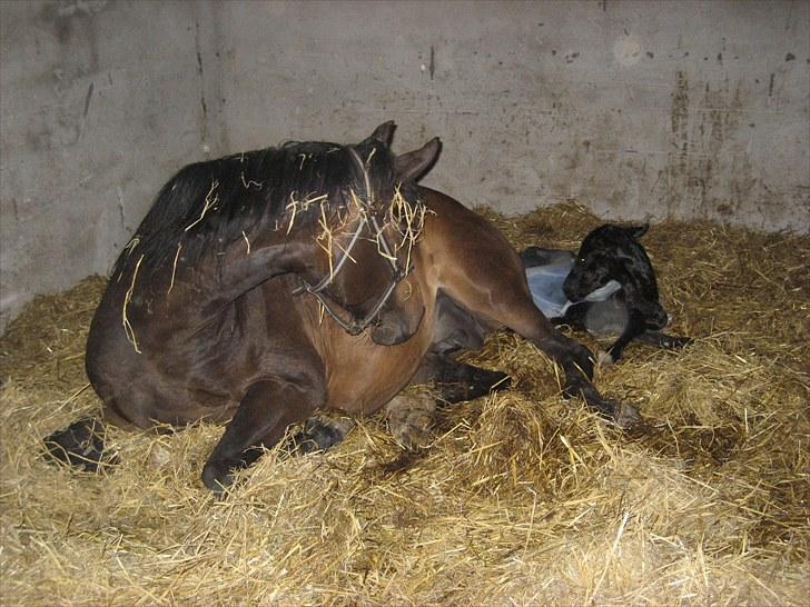 Dansk Varmblod Stratego - følle bliver født d. 3 maj kl 22.30 billede 1