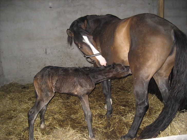 Dansk Varmblod Stratego - skal have det først måltid billede 2