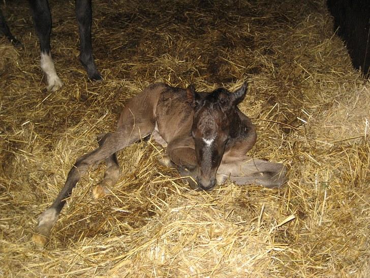 Dansk Varmblod Stratego billede 3