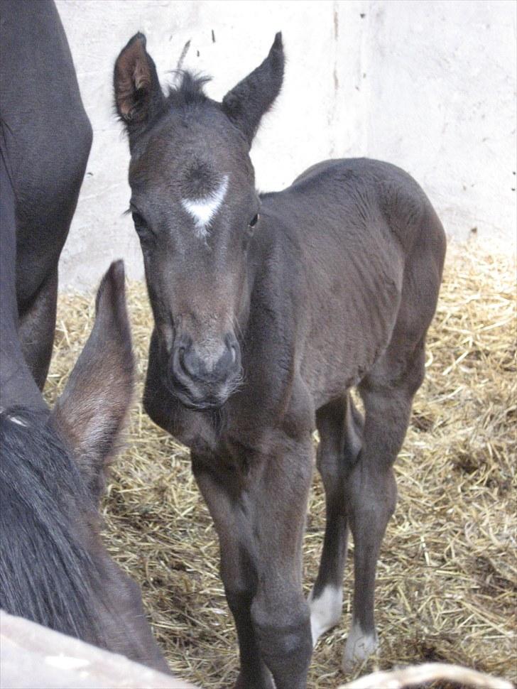Dansk Varmblod Stratego - 12 timer gammel billede 5