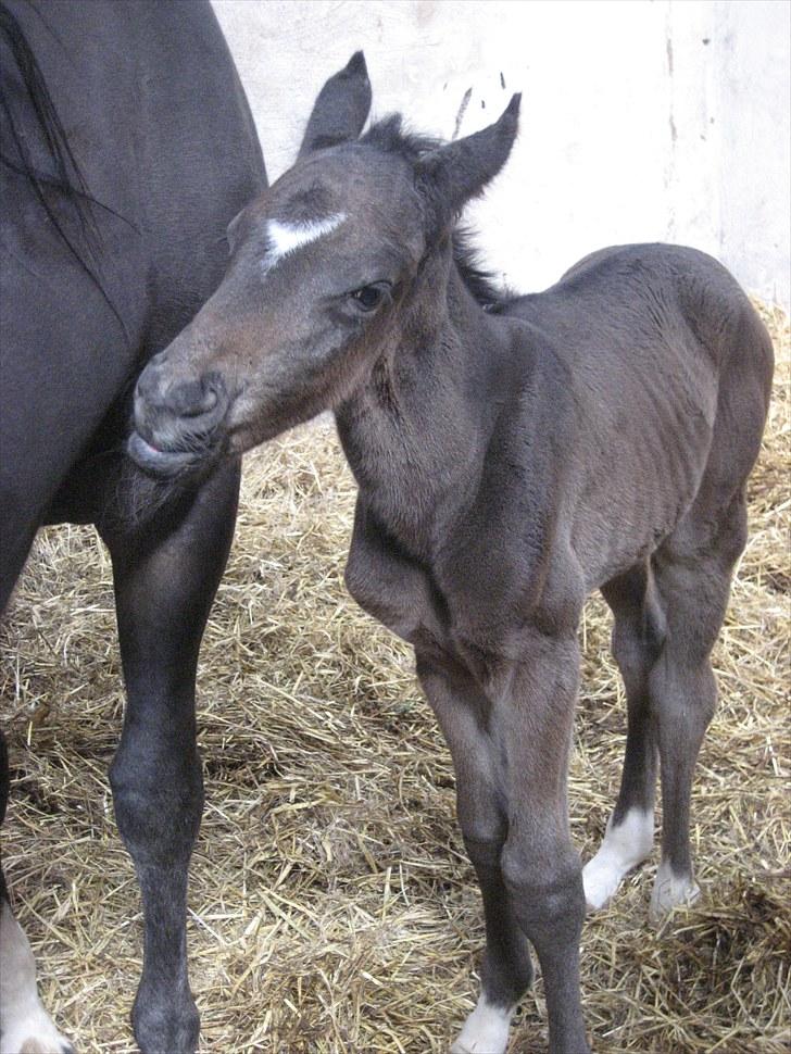Dansk Varmblod Stratego billede 6