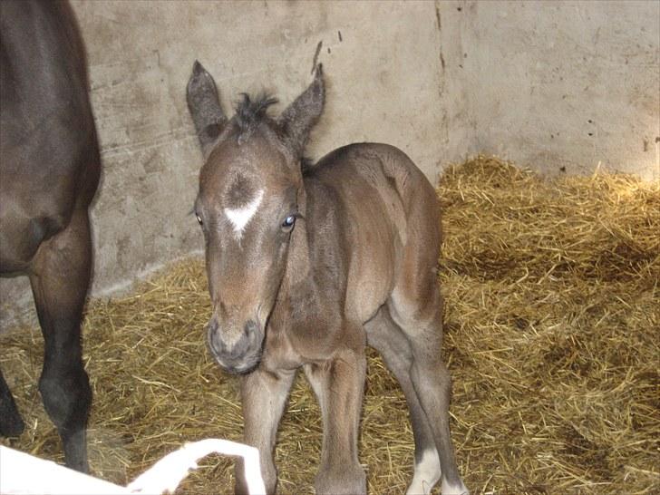 Dansk Varmblod Stratego billede 7