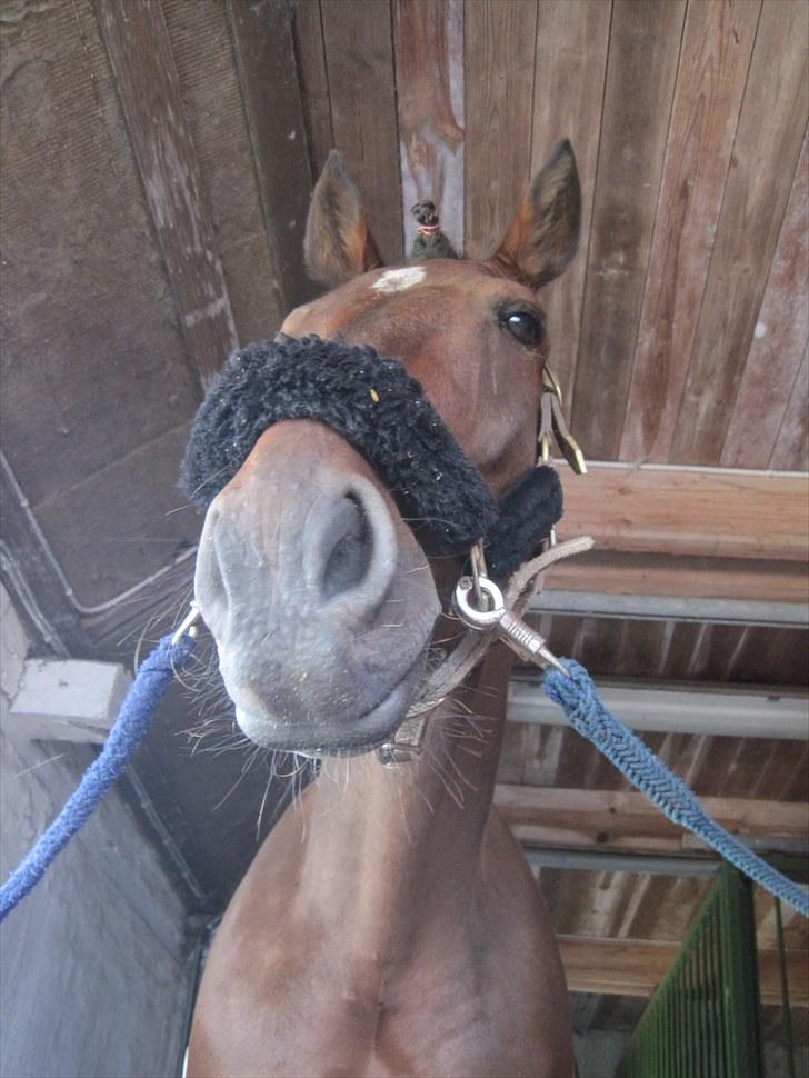 Traver König min skat :) - Fin lille mule:)  billede 9