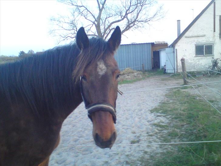 Traver König min skat :) - Vil du snakke med mig? billede 10