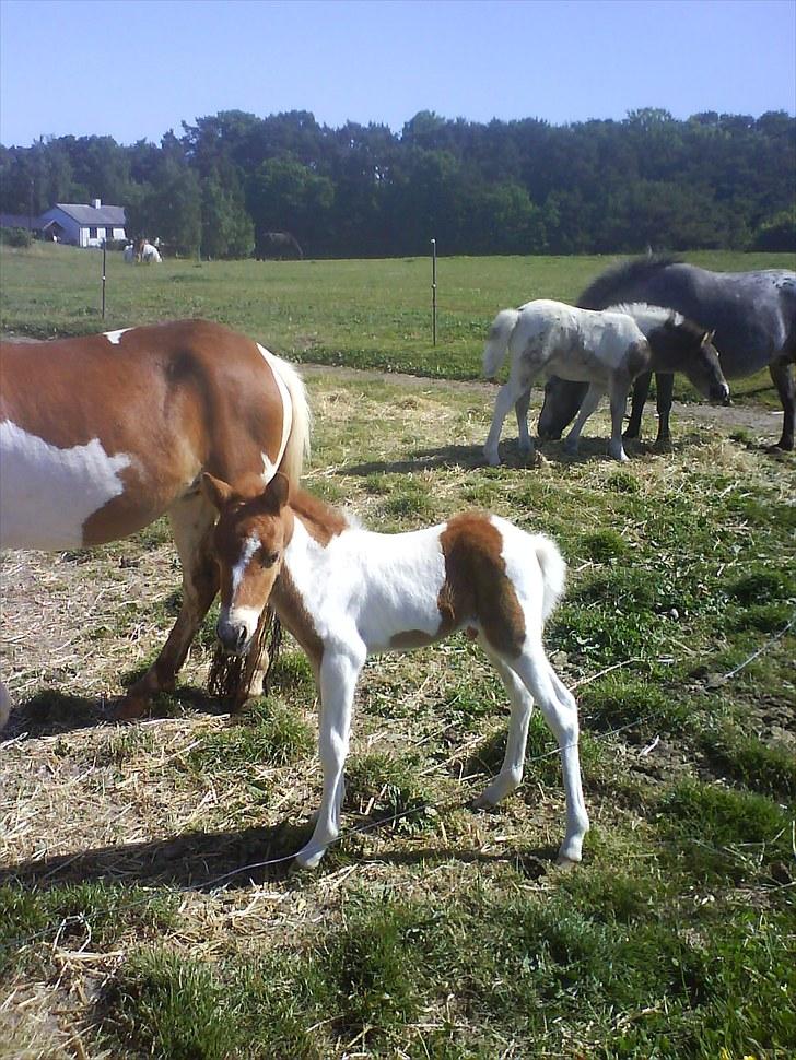 Anden særlig race tumle billede 8