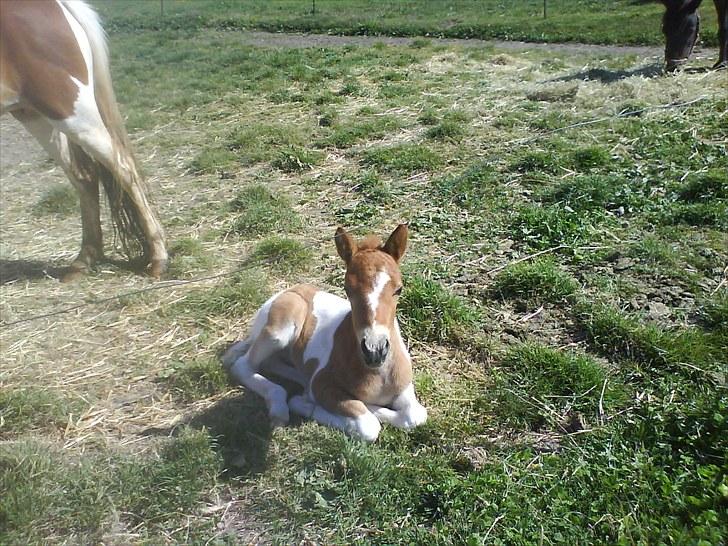 Anden særlig race tumle billede 9