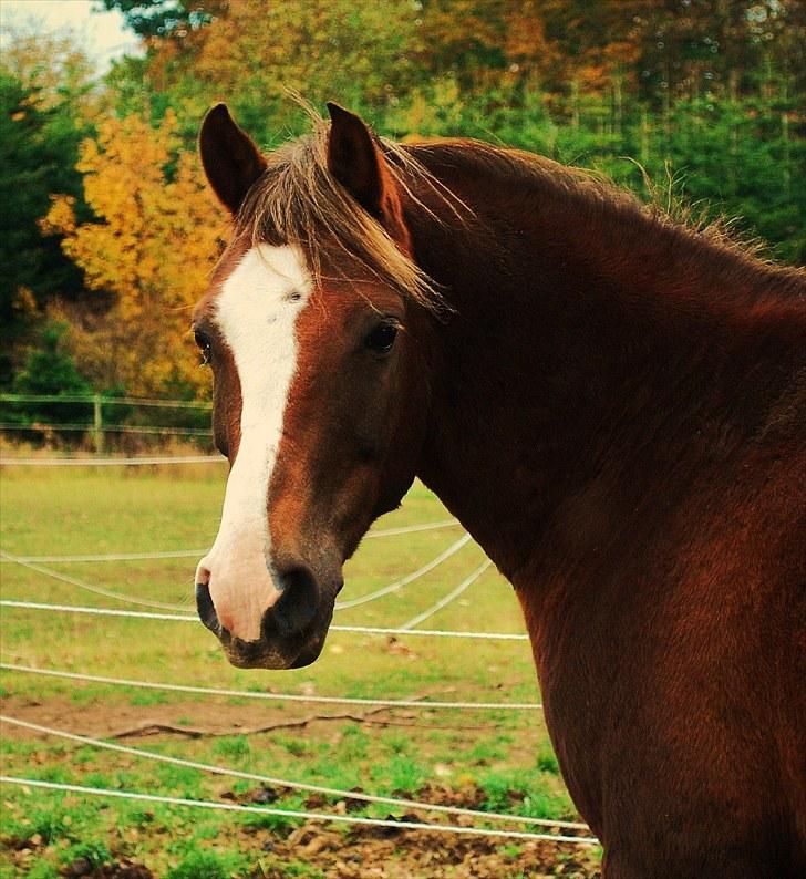 DSP Rolighedens Picasso  - Velkommen til Picassos profil billede 2