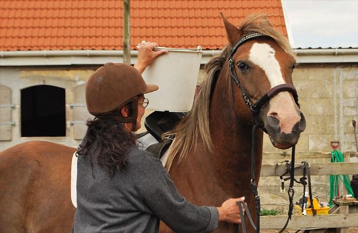 DSP Rolighedens Picasso  - Tine havde lånt Picasso til en koneridelejr. Her er de igang med en øvelse i trail billede 3