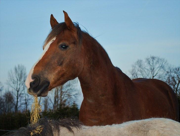 DSP Rolighedens Picasso  billede 4