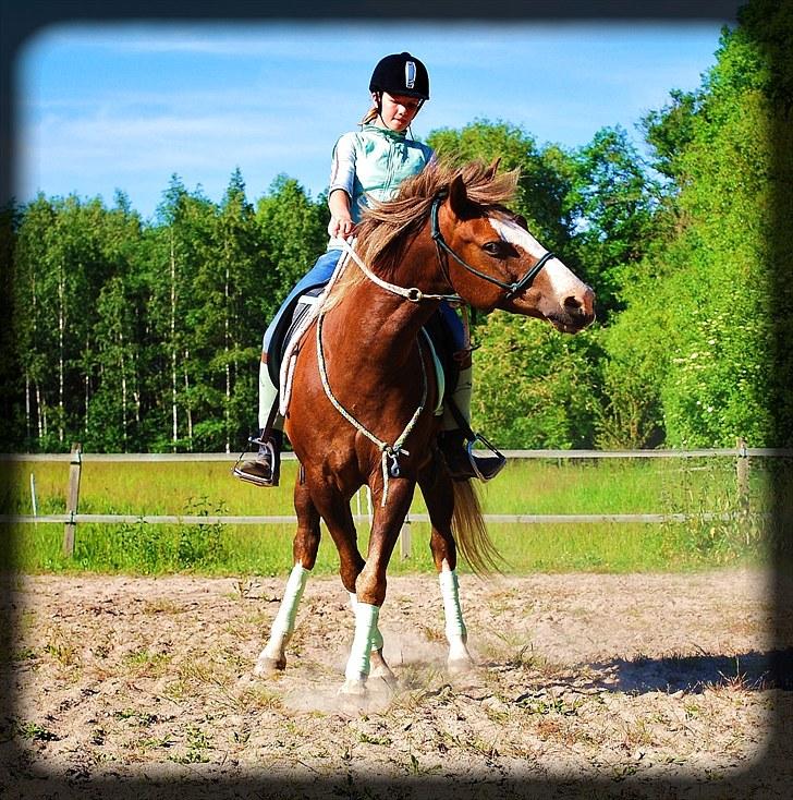 DSP Rolighedens Picasso  - Picasso & min datter, Anna-Sophie billede 5