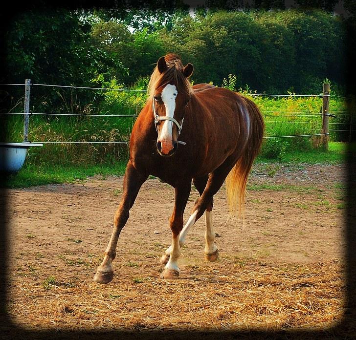 DSP Rolighedens Picasso  billede 6