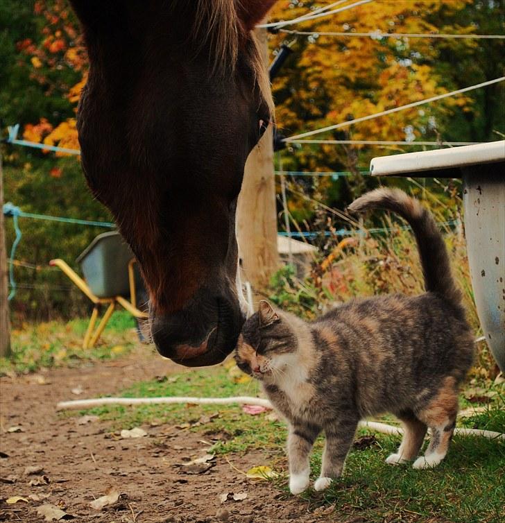 DSP Rolighedens Picasso  - Picasso og Buller billede 8