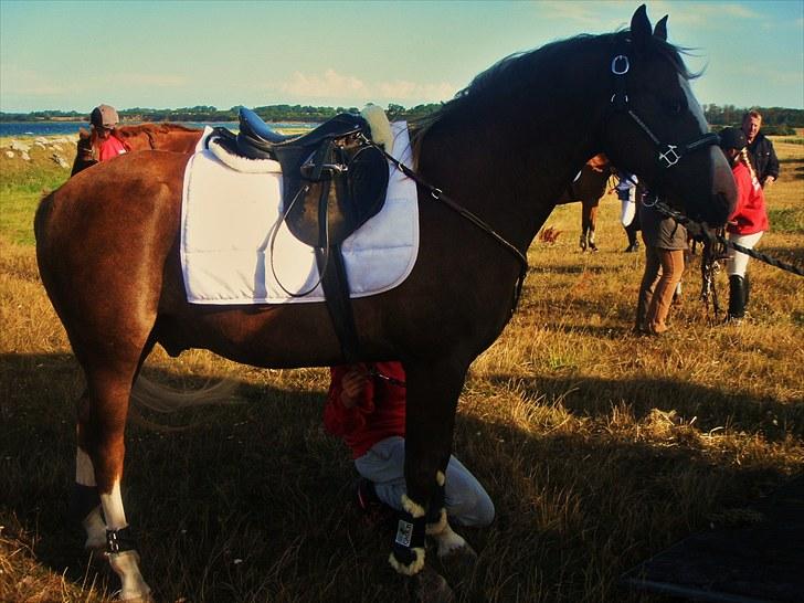 DSP Rolighedens Picasso  - Jagt på Espe 09 billede 12