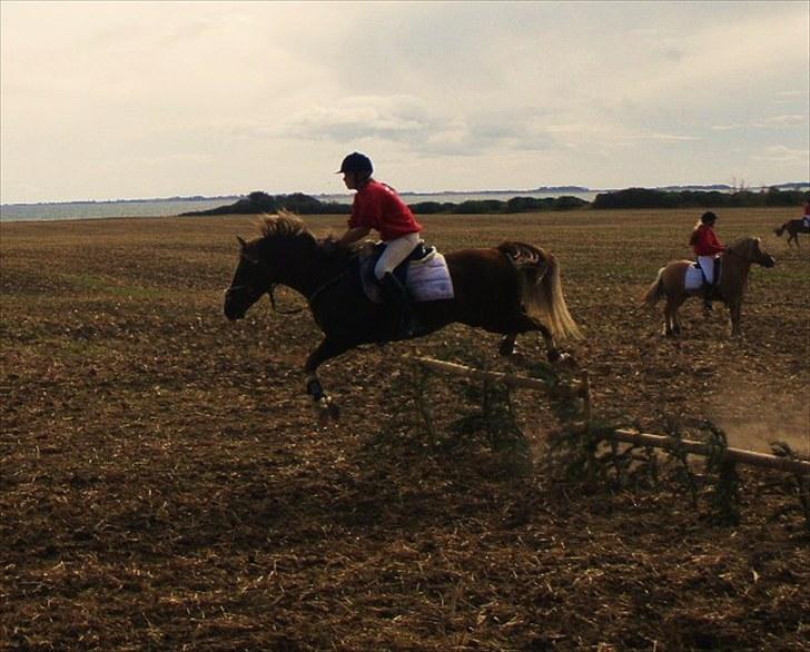 DSP Rolighedens Picasso  - Jagt på Espe 09 billede 13