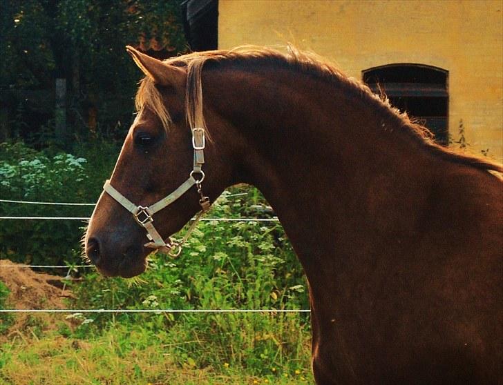 DSP Rolighedens Picasso  billede 14