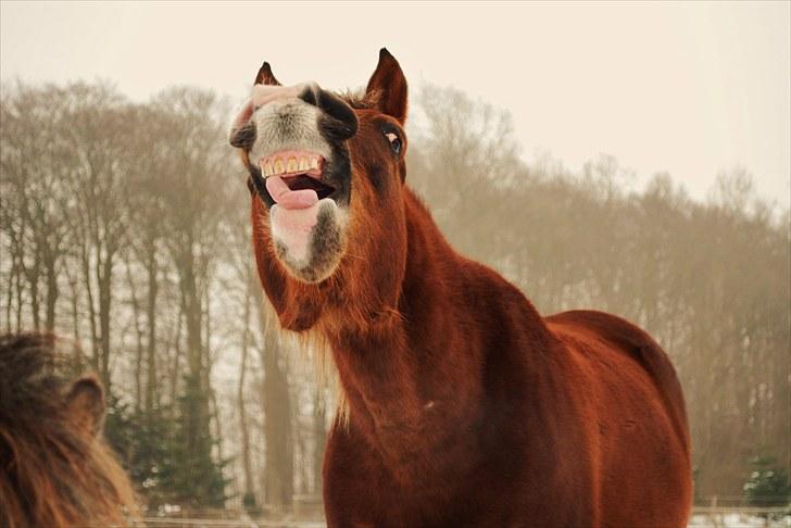 DSP Rolighedens Picasso  billede 15