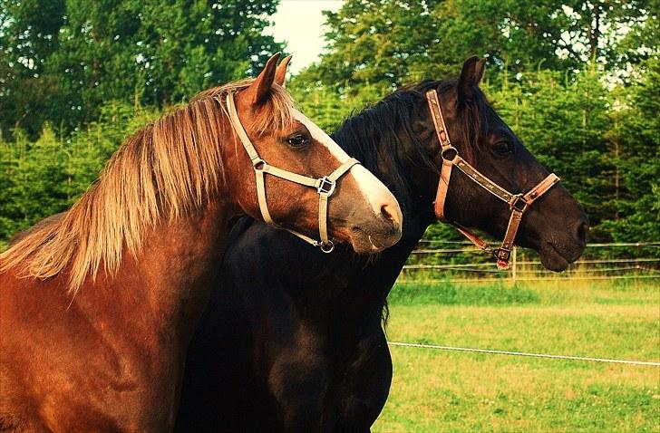 DSP Rolighedens Picasso  - Picasso og Buster billede 16