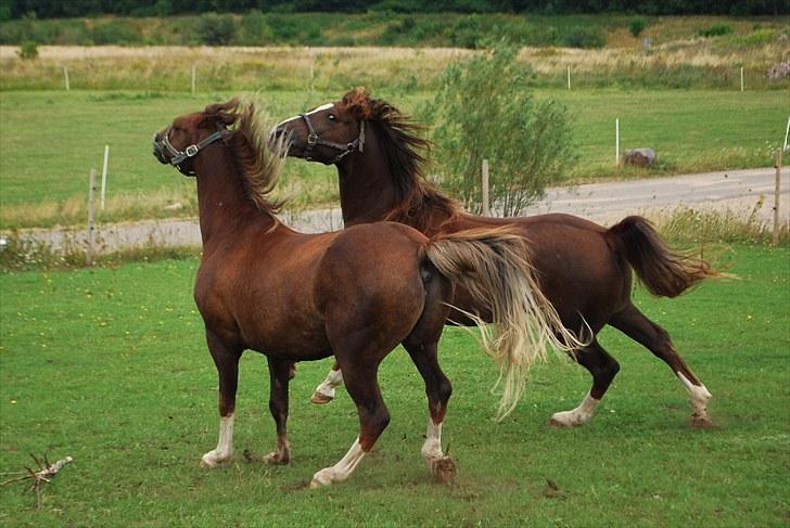 DSP Rolighedens Picasso  - Shakee & Picasso i leg billede 19