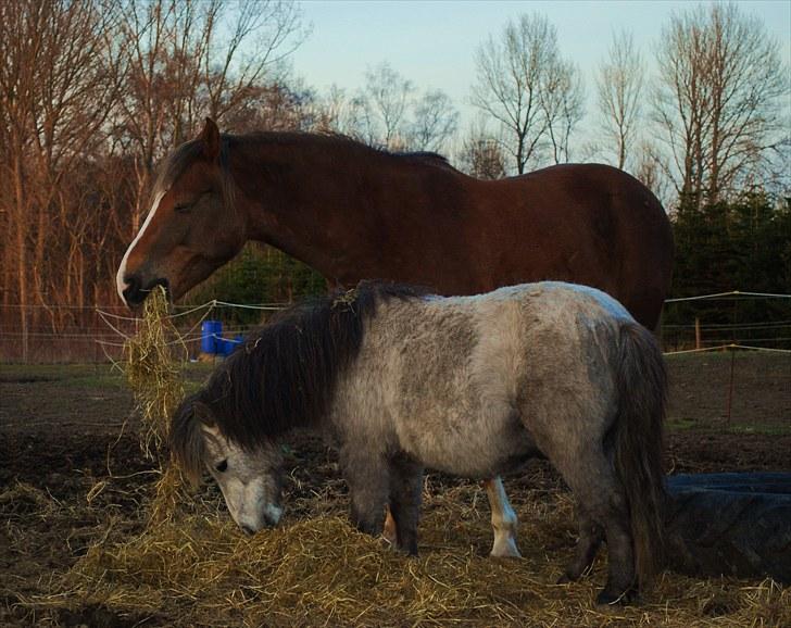 DSP Rolighedens Picasso  - Picasso og Turbo Frederik billede 20