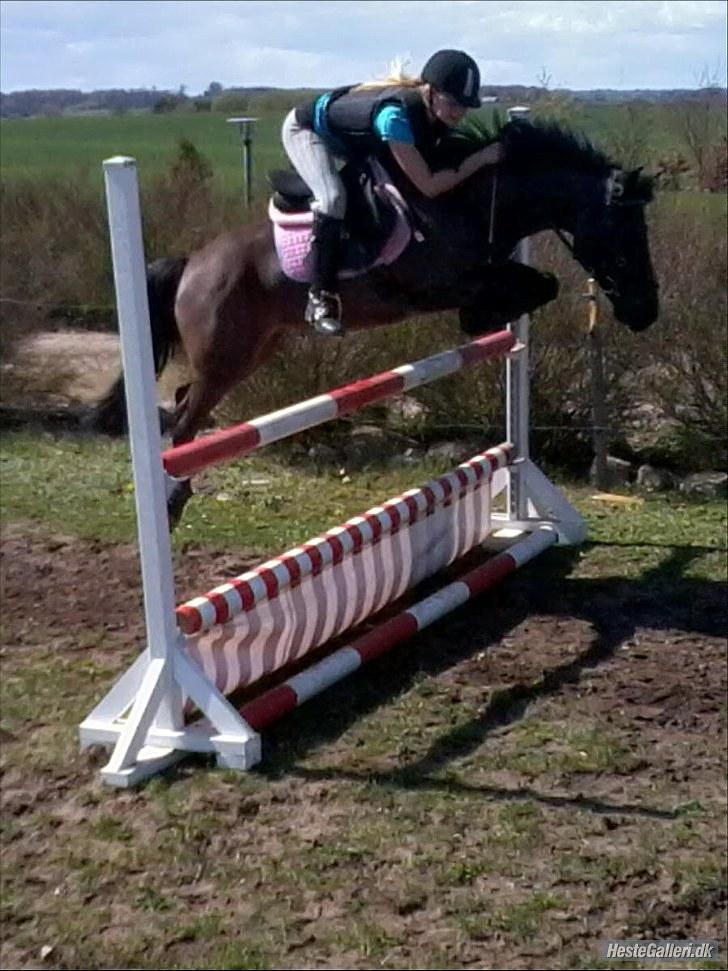 Anden særlig race Kila'S Sambo - VB. - stakkels pony, med alt det lyserøde! 110cm. sikke nogle forben han har!! :-D billede 8