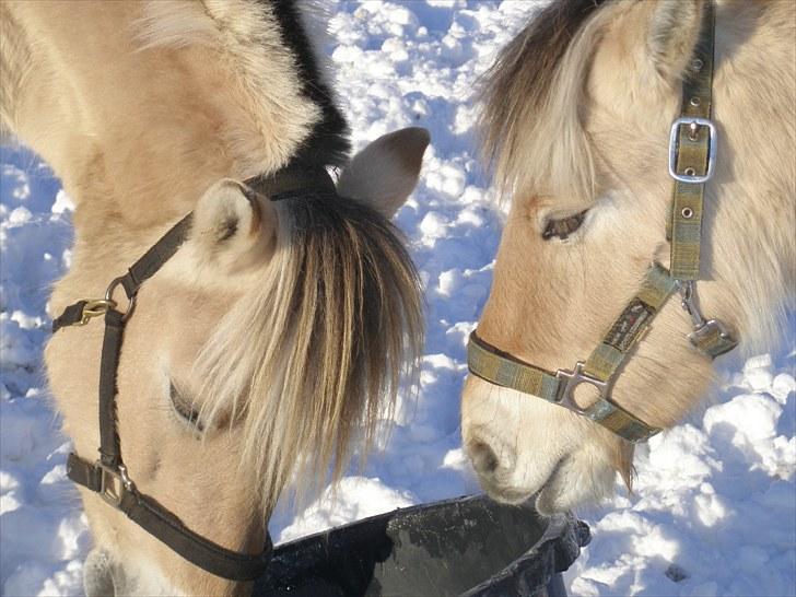Fjordhest Fabian billede 11