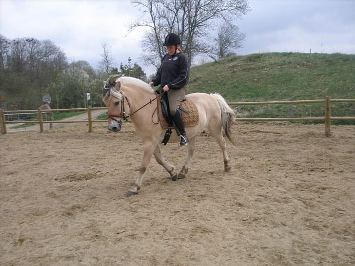 Fjordhest Fabian billede 12