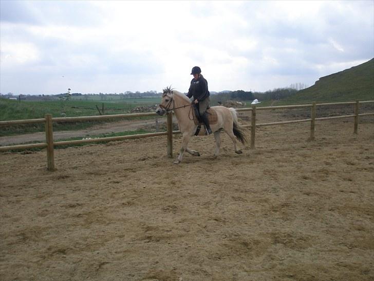 Fjordhest Fabian billede 13