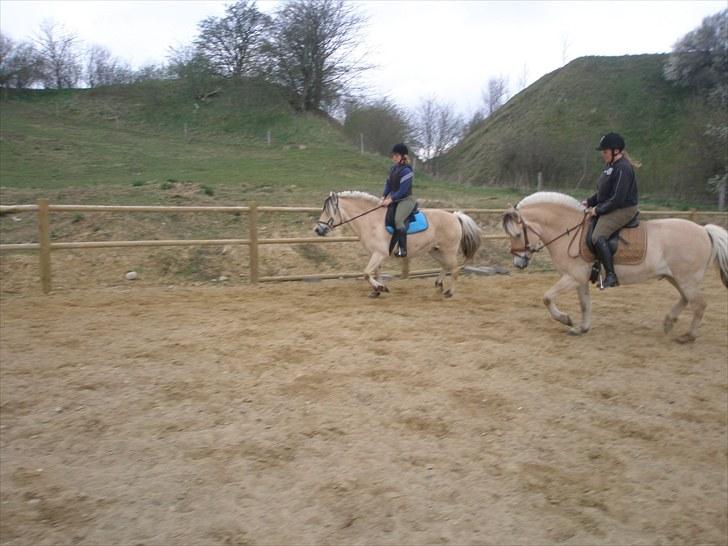Fjordhest Fabian billede 14