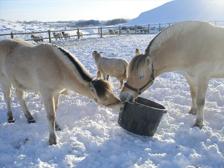 Fjordhest Fabian billede 15