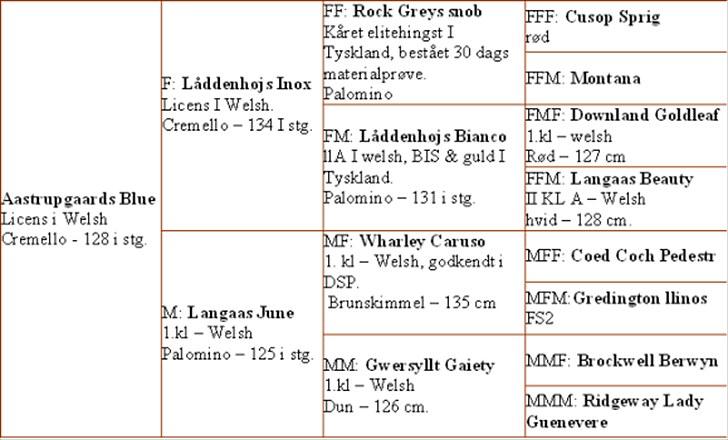 Welsh Pony (sec B) Aastrupgaards Blue - Avlshingst billede 3