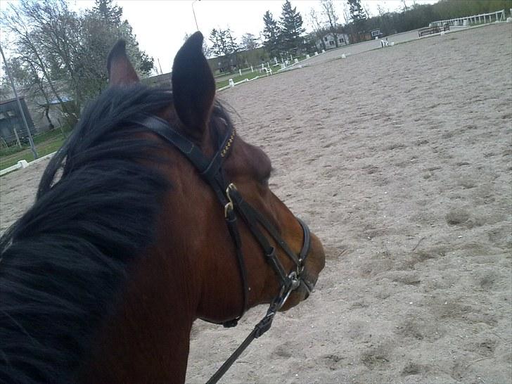 Anden særlig race Ramses billede 1