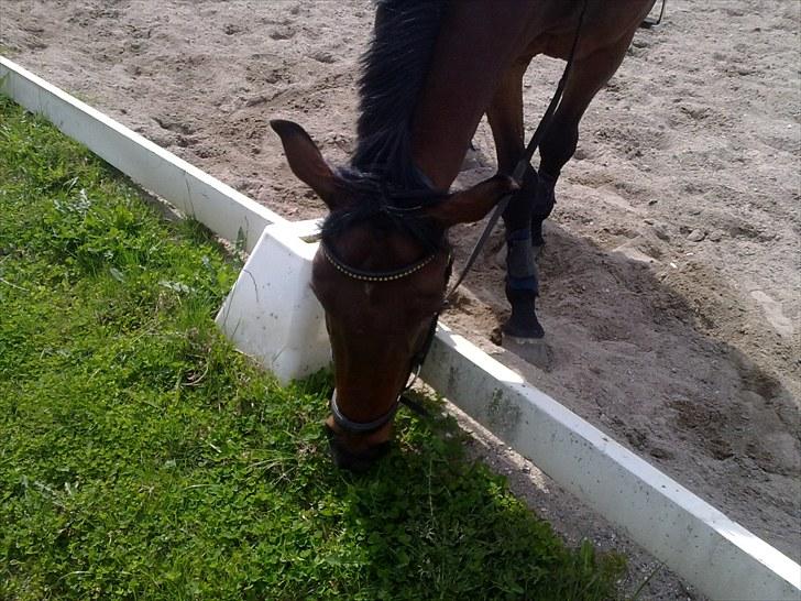 Anden særlig race Ramses billede 2