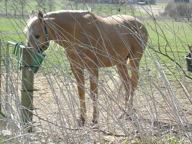 Palomino Avl Saint Millton Segur Lamarque - Foto fra 2010 billede 14