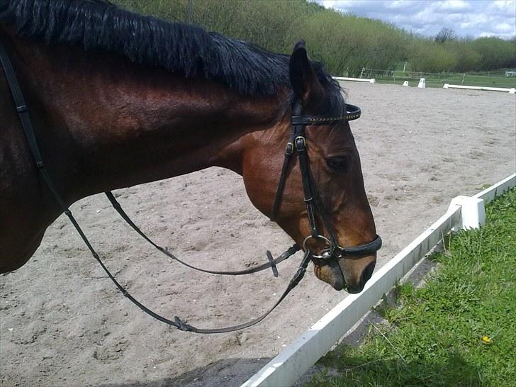 Anden særlig race Ramses billede 3