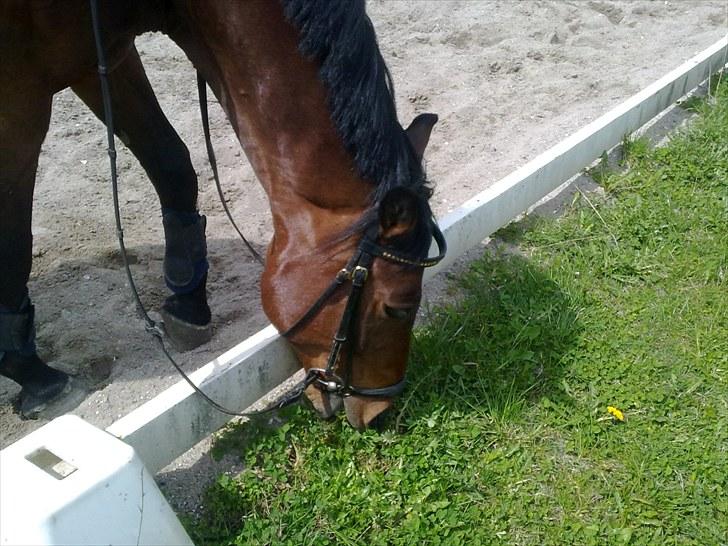 Anden særlig race Ramses billede 4