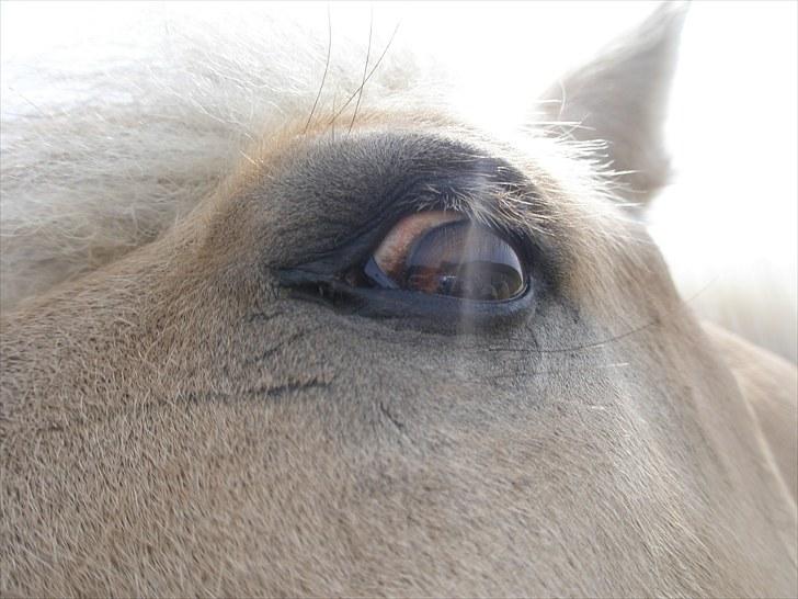 Fjordhest Fabian billede 16