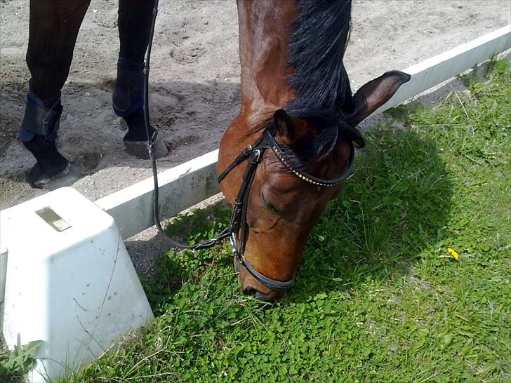 Anden særlig race Ramses billede 5