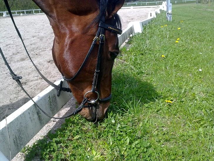 Anden særlig race Ramses billede 6